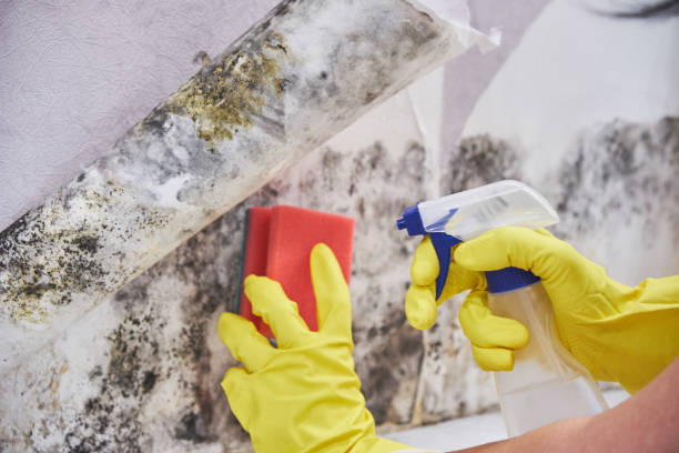 Why you should choose our mold remedi tion services in #city